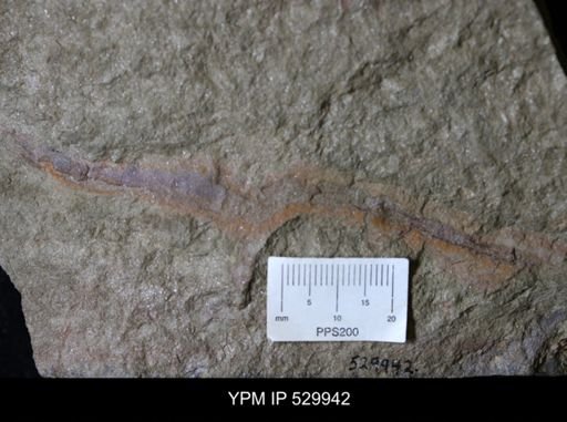Annelida?