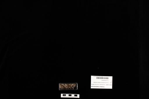 Cordylus tropidosternum