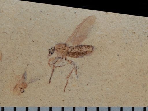 Plecia sp.