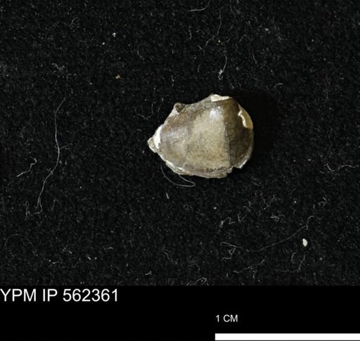 Limopsis striatopunctatus