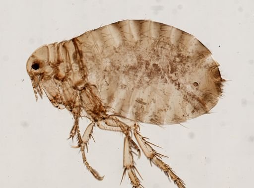Pulex irritans