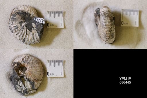 undet. Scaphitidae