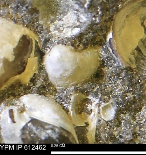 Protocardia subquadrata