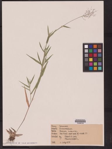 Panicum auburne