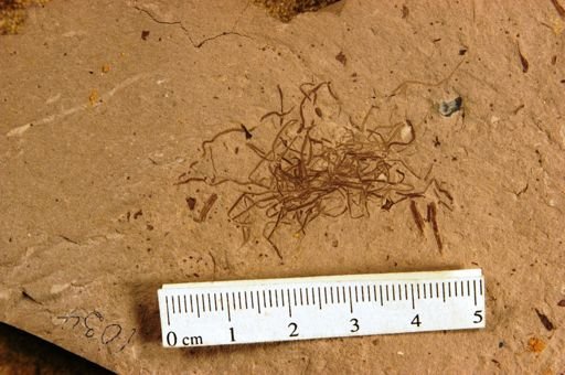 Graminae