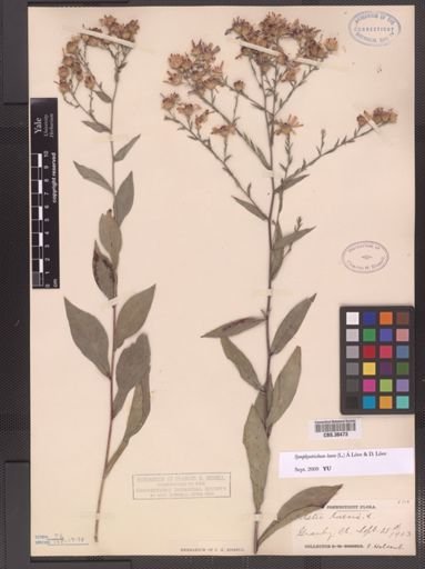 Symphyotrichum laeve