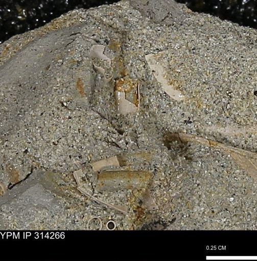 undet. Scaphopoda