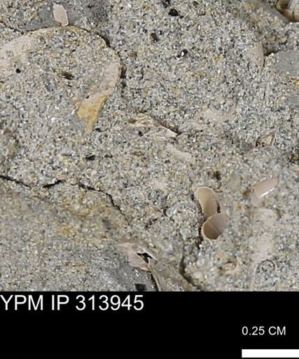 undet. Mollusca
