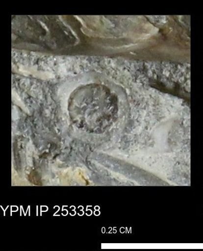 undet. Scaphopoda