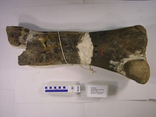 Camarasaurus grandis