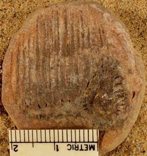 Calamites sp.