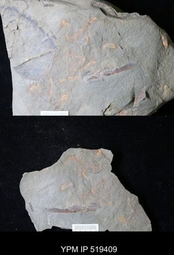 undet. Annelida