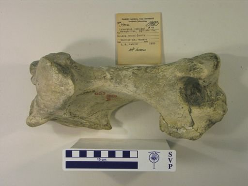 Teleoceras fossiger