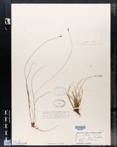 Carex leptalea