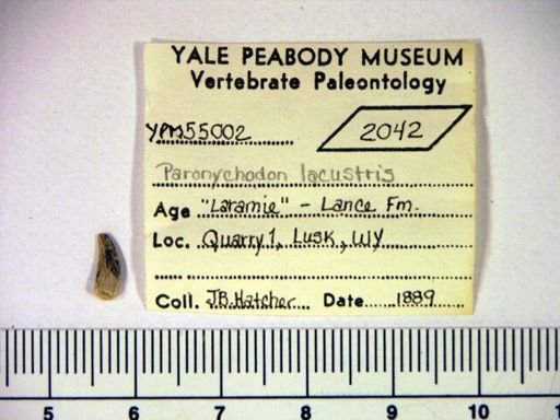 Paronychodon lacustris