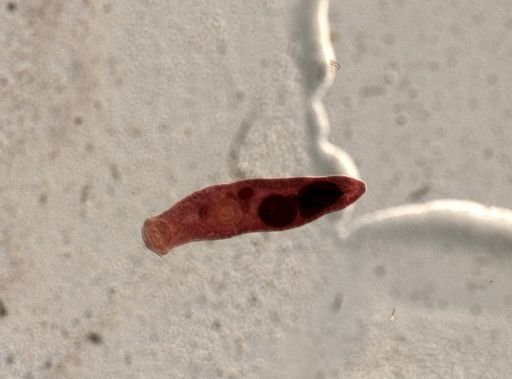 Platyhelminthes