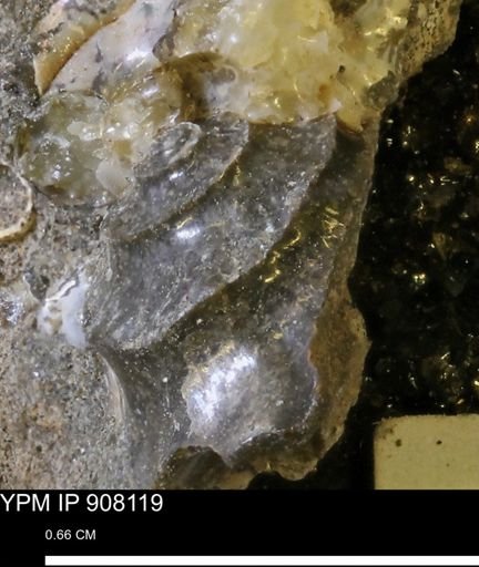 undet. Scaphitidae
