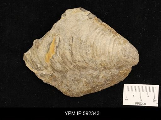 Inoceramus comancheanus
