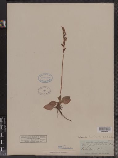 Epipactis tesselata