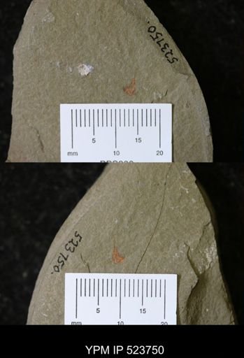 undet. Synziphosurina