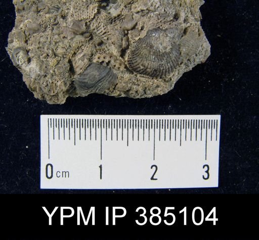 Eumetria?
