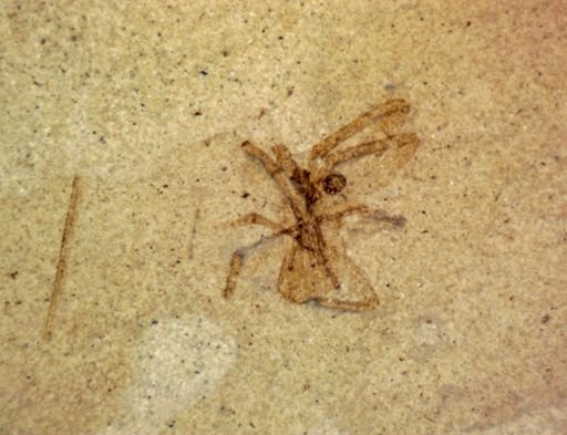undet. Araneae