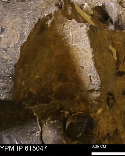 Inoceramus?