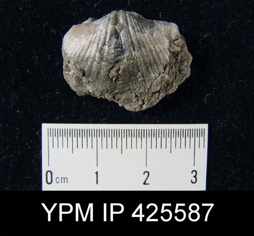 Striispirifer sp.