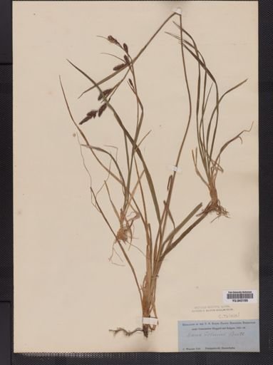 Carex