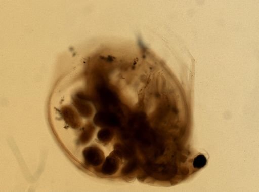 Daphnia