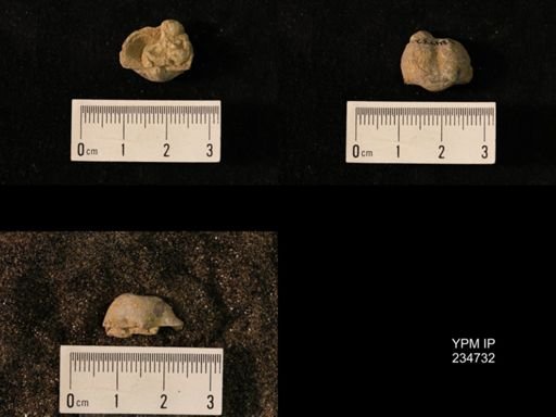 Marginifera splendens