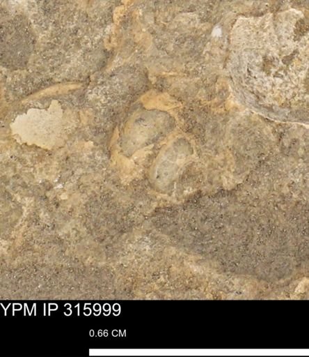 undet. Gastropoda