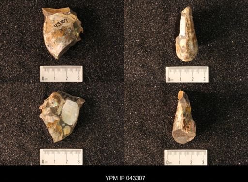 Hoploscaphites nicolletii