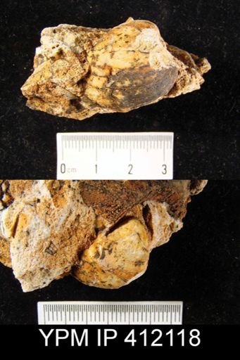 Echinoconchus?