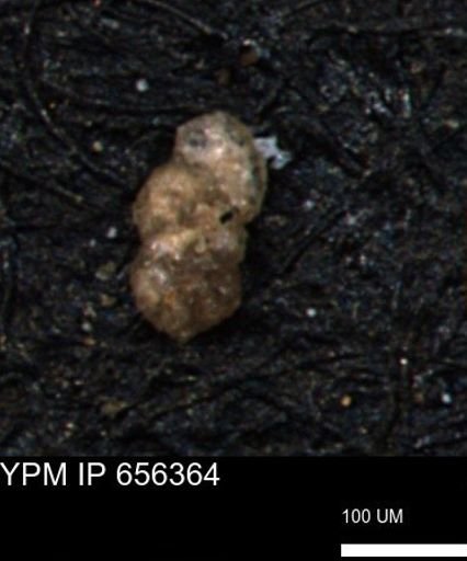 Ammobaculoides phaulus