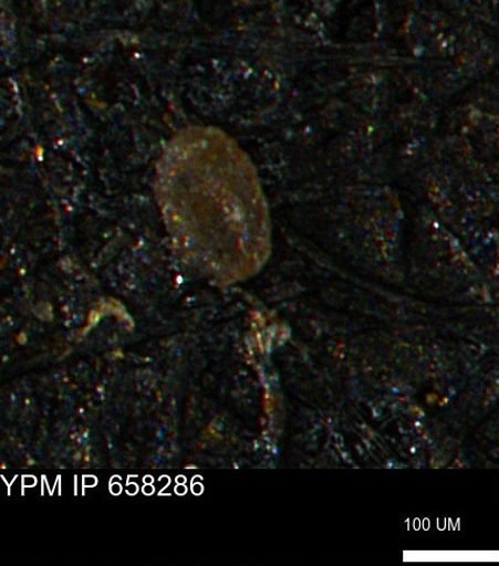 Spirolocammina subcircularis