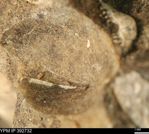 undet. Bivalvia