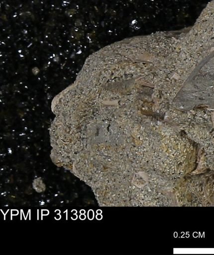 undet. Scaphopoda
