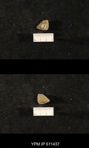 Glyptocrinus decadactylus