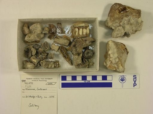 undet. Actinopterygii