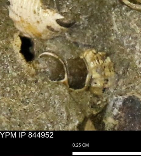 undet. Gastropoda