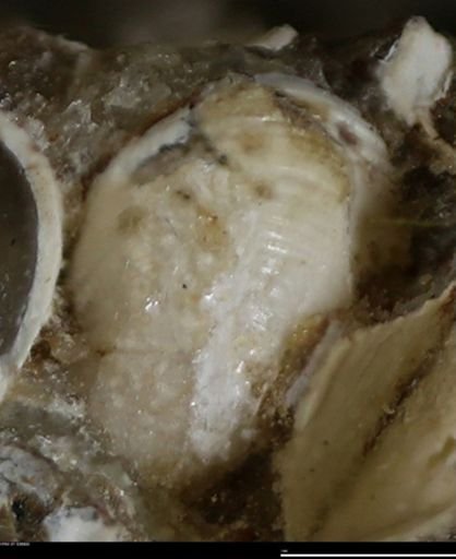Corbulamella gregaria
