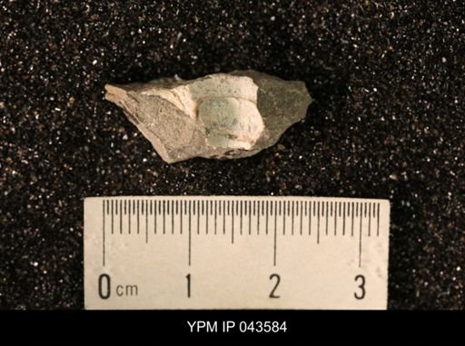 Hoploscaphites nicolletii