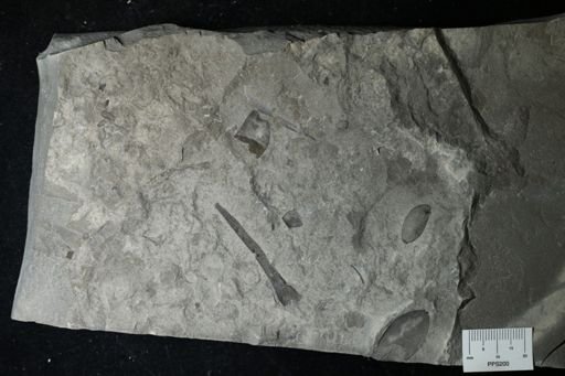 undet. Eurypterida