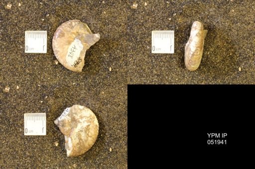 Hoploscaphites comprimus
