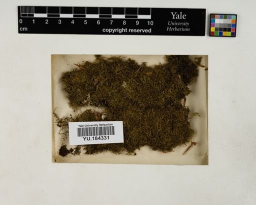 Plantae