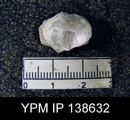 undet. Athyridida