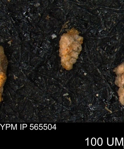 Verneuilina canadensis