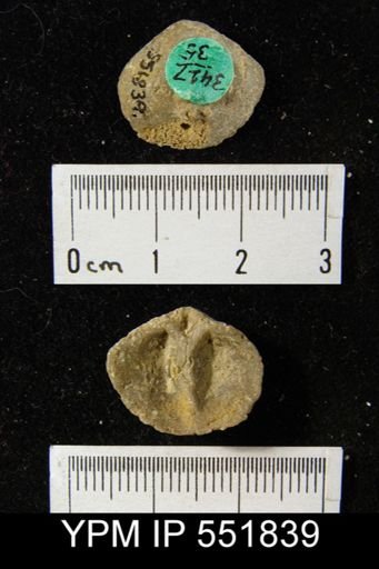 Gypidula sp.