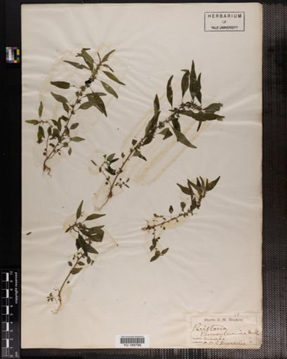 Plantae